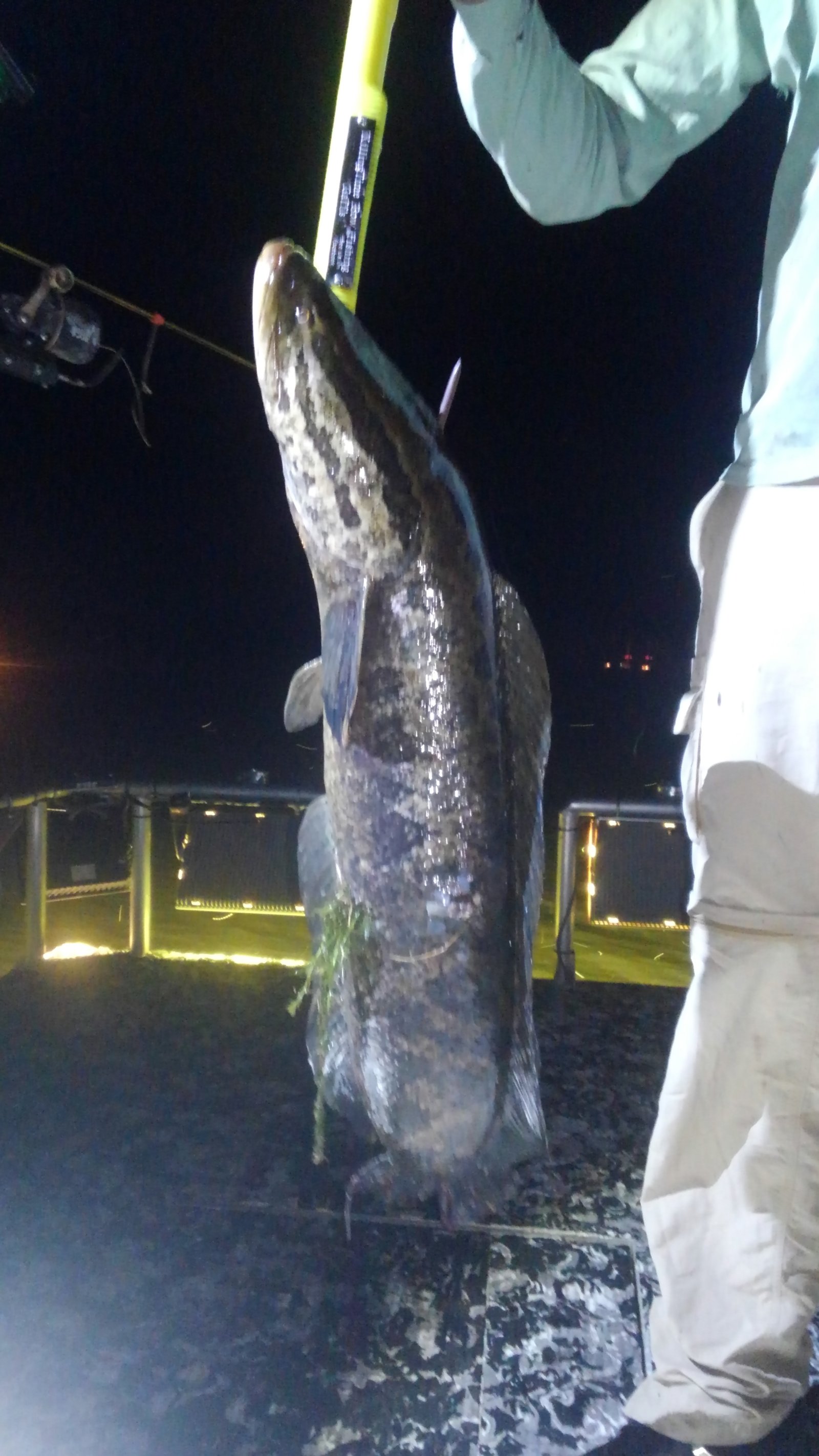 Bowfishing action